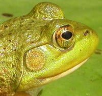 The Eye of the Bull-Frog - Institute for Applied Ecology