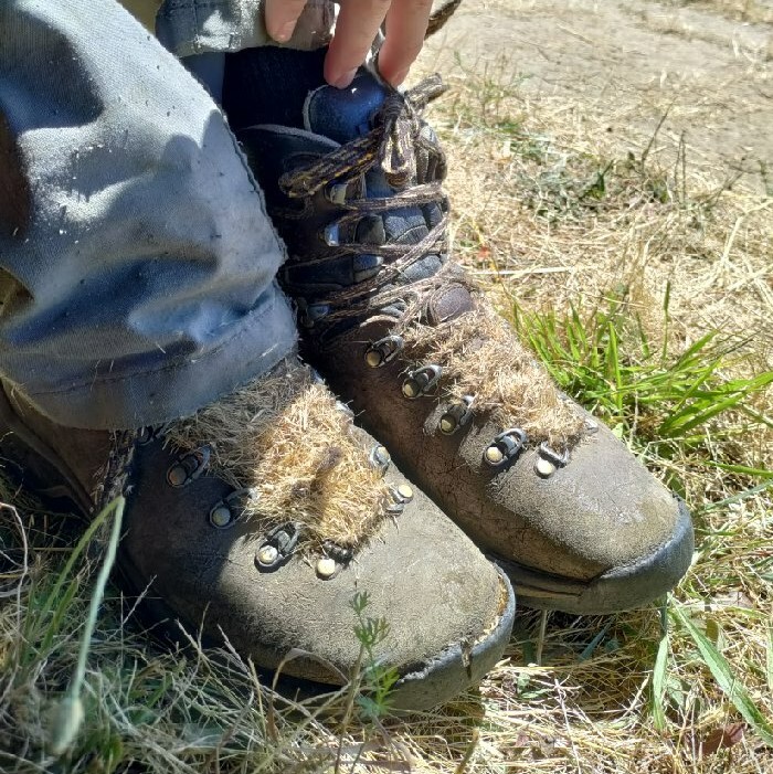 Boots filled with invasive grass seed