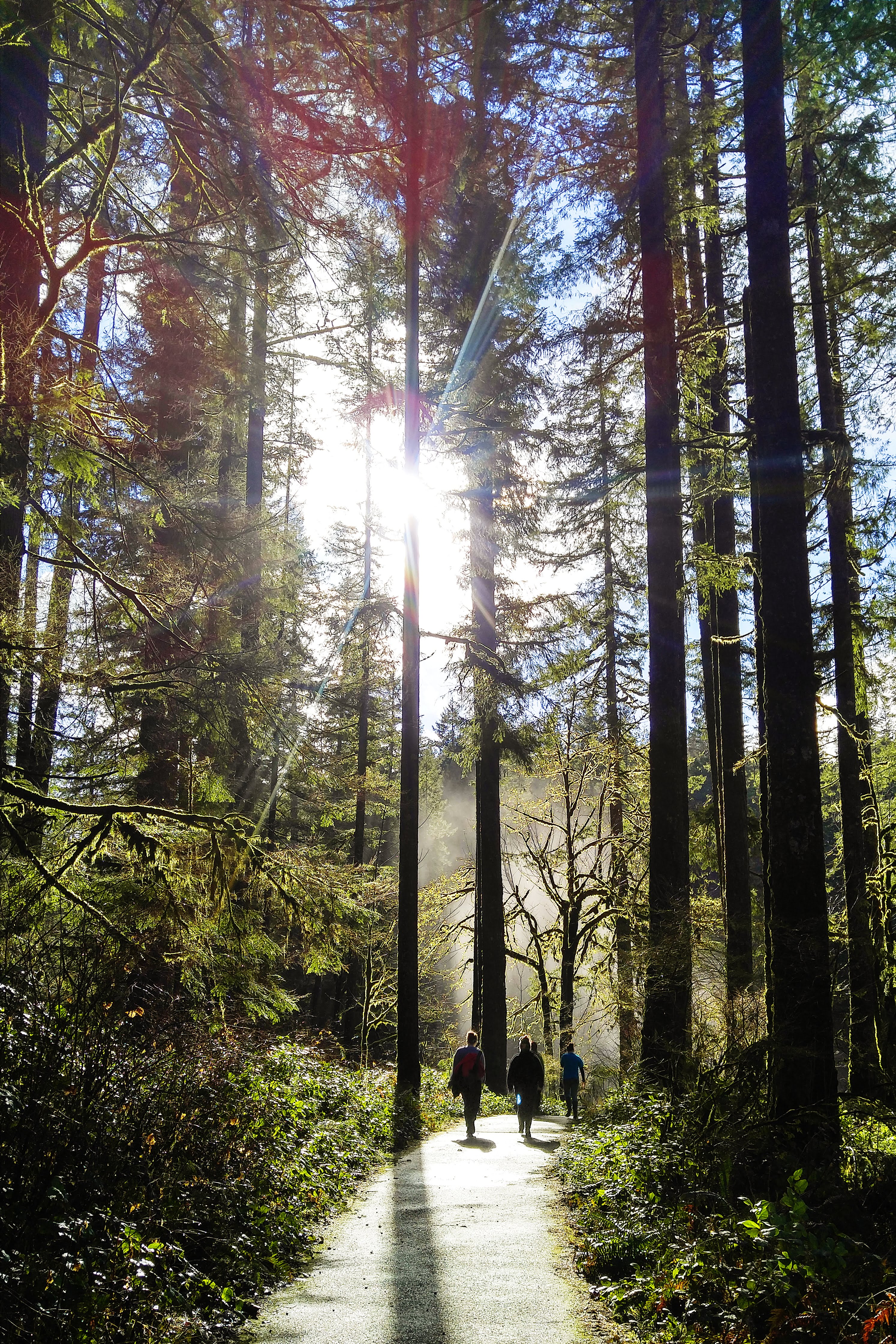 Hiking along Silver Falls South Trail