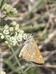 A Questa Skipper nectars on Asclepias subverticilata