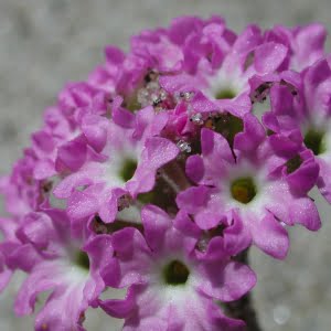 pink sandverbena (Abronia umbellata ssp. breviflora)