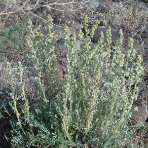 Northern wormwood (Artemisia campestris var. wormskioldii)