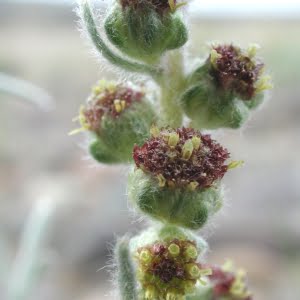 Northern wormwood (Artemisia campestris var. wormskioldii)