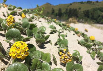 Yellow sandverbena (Abronia latifolia) growing in the Oregon sand dunes.