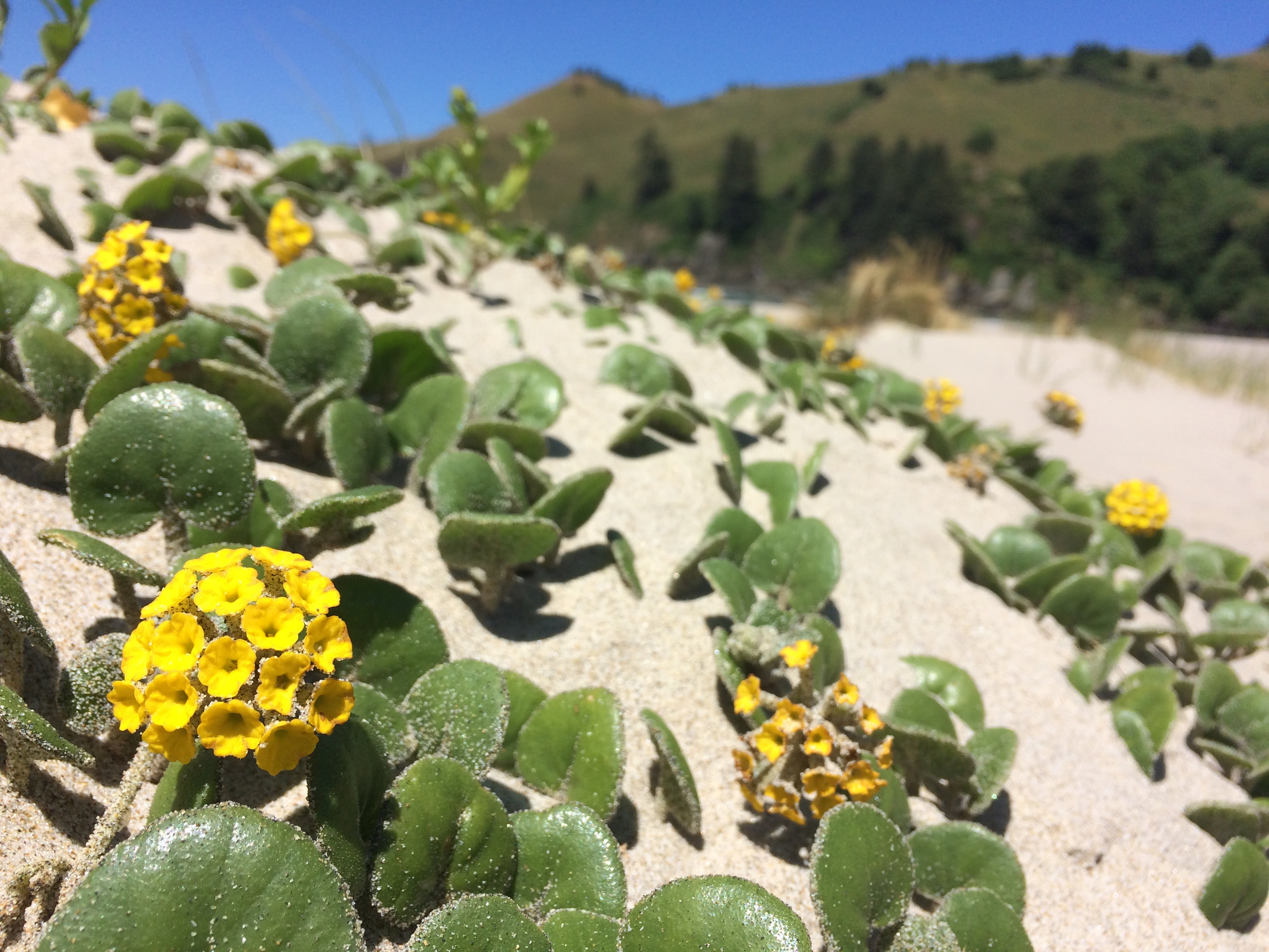 Yellow sandverbena (Abronia latifolia) growing in the Oregon sand dunes.