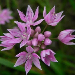 Allium amplectens Oxbow West