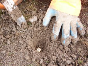 Planting a bulb