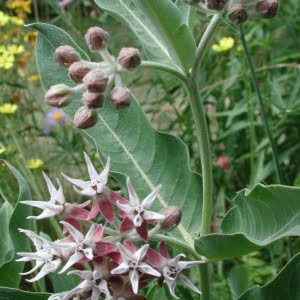 Asclepias speciosus