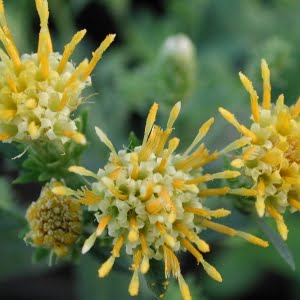 Aster vialis flowers