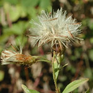 Aster vialis in frt