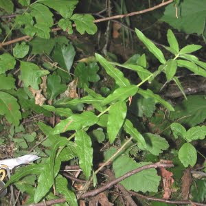 Wayside aster (Eucephalus vialis)