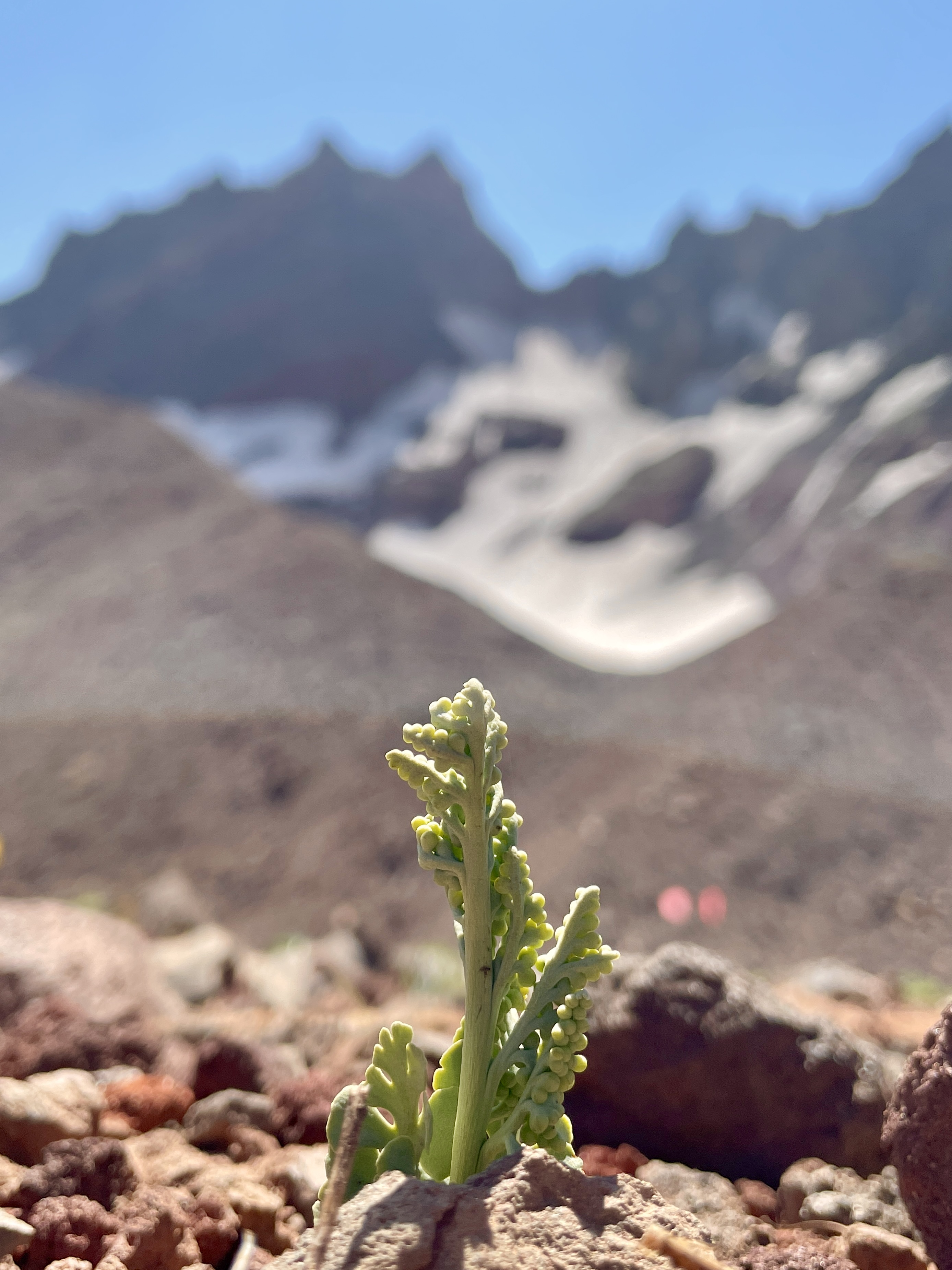 New Alpine Populations of Pumice Moonwort Discovered - Institute for ...