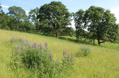 Basket Butte - oaks and lupine in prairie