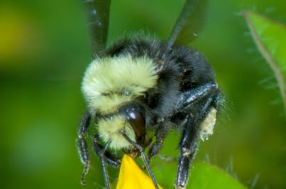 bumblebee closeup