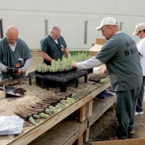 Sagebrush in Prisons Project