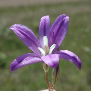 Brodiaea coronaria