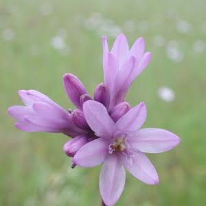 Brodiaea congesta