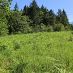 A small meadow, dominated by introduced grasses such as false brome, but includes Kincaid's lupine and nectar-producing native plants