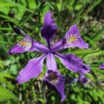 Oregon iris provides a nectar source for butterflies