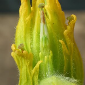 Golden paintbrush (Castilleja levisecta)