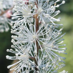 Tall bugbane (Cimicifuga elata)