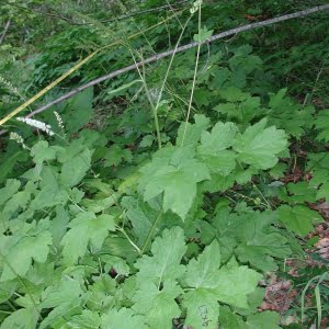 Tall bugbane (Cimicifuga elata)