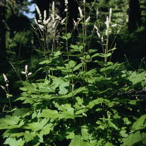 Tall bugbane (Cimicifuga elata)