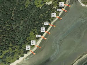 Aerial map of the monitoring transects in the unprotected stretch of beach.