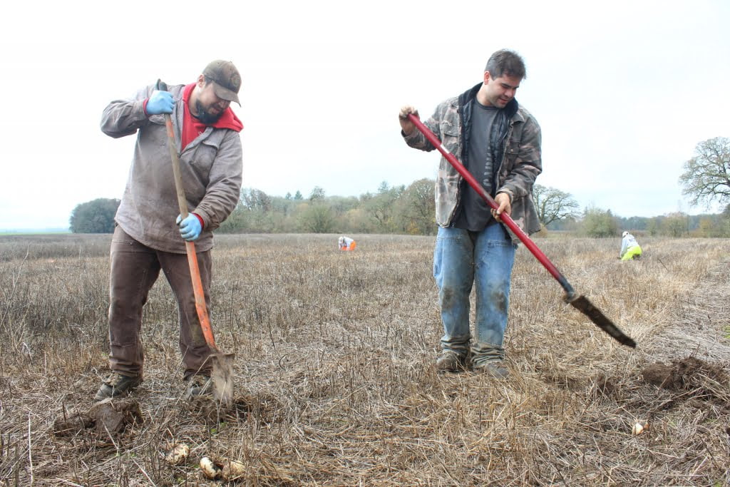 Luke Soderberg and Richard Nelson planting camas