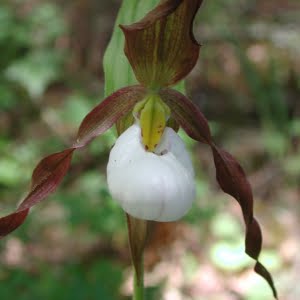 Cypripedium montanum