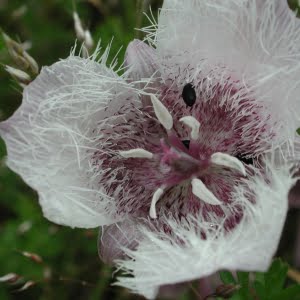 Calochortus tolmiei