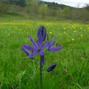 Camassia leichtlinii at Bald Hill