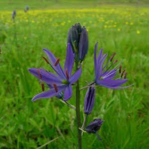 Camassia leichtlinii at Bald Hill