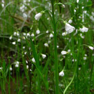 Cardamine penduliflora