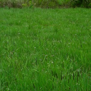 Cardamine penduliflora