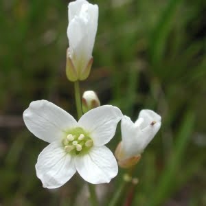 Cardamine penduliflora