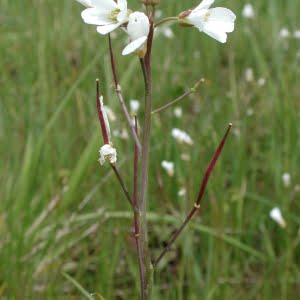 Cardamine penduliflora