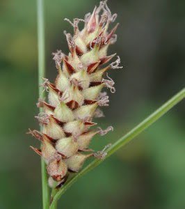 Carex pellita