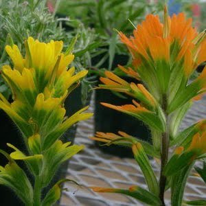 Castilleja hispida from Scatter Cr., WA