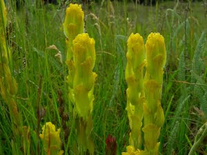 Castilleja levistecta Mima