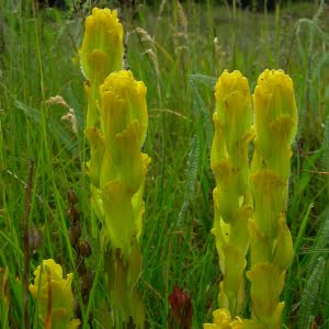 Golden paintbrush (Castilleja levisecta)