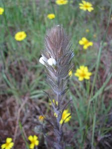 Castilleja tenuis 1