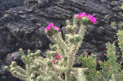 Cholla cactus in bloom near Carrizozo