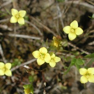 Cicendia quadrangularis