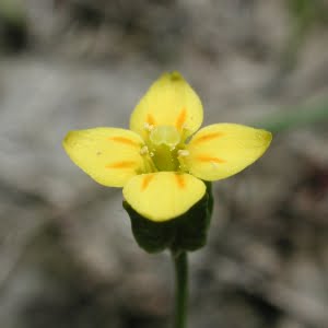 Cicendia quadrangularis