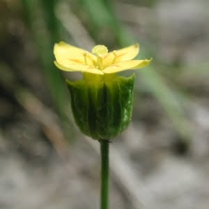 Cicendia quadrangularis