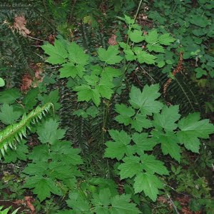 Tall bugbane (Cimicifuga elata)