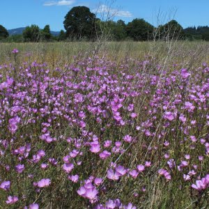 Clarkia amoena