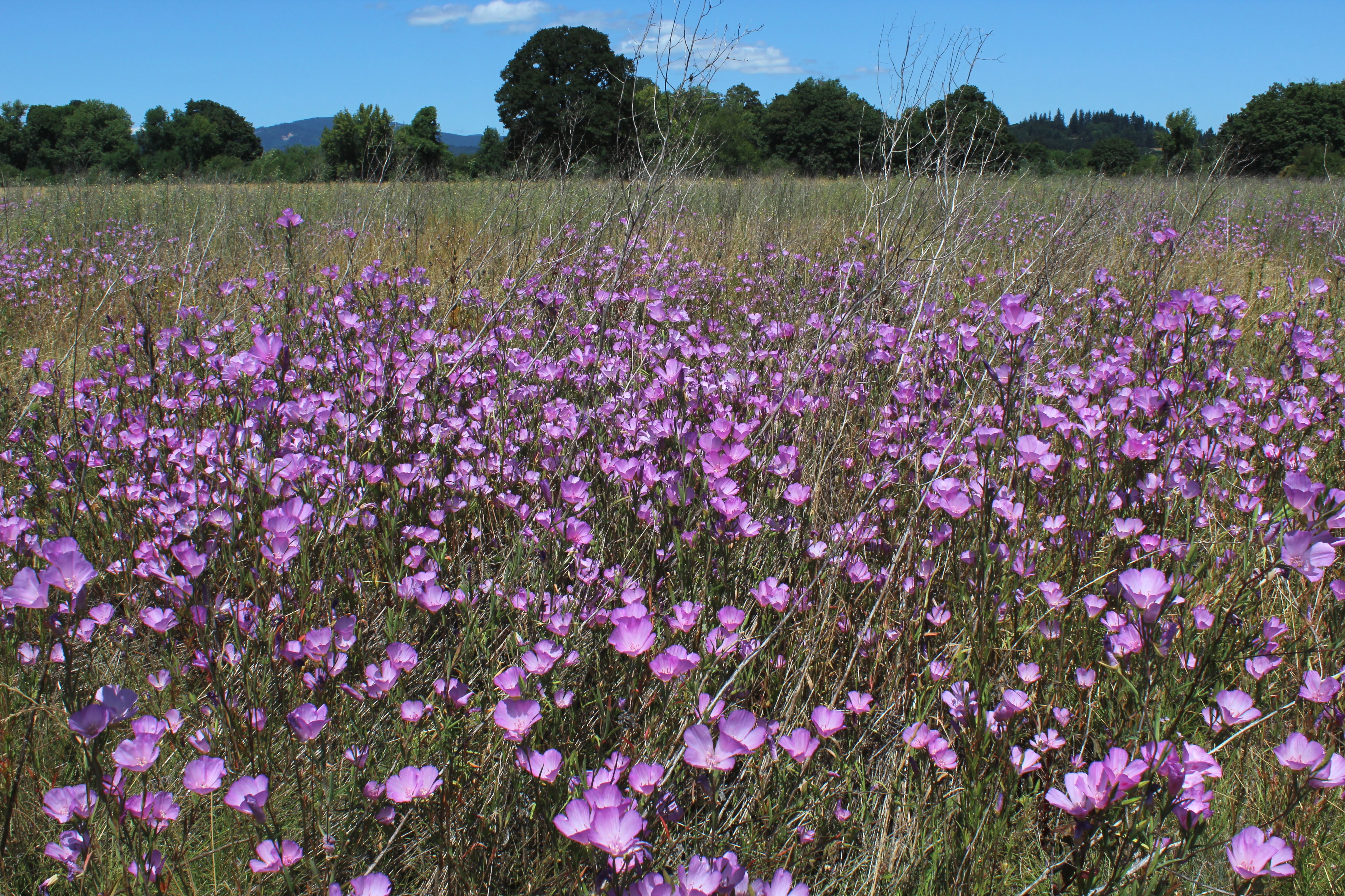 Clarkia amoena