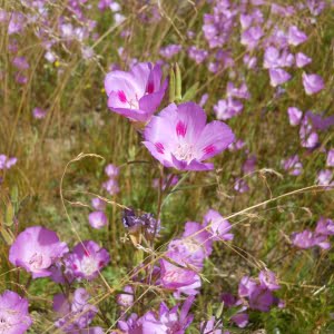 Clarkia amoena